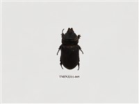 藏品(椰子犀角金龜)的圖片